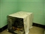 Cats available for adoption
