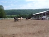 NY Senior Games - Pleasure Driving Placings 2008
