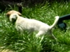 Brian & Shannons Pups- Tanto and Sacagawea from 