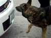 Police K-9 Unit doing Drug Search Demo