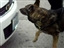Police K-9 Unit doing Drug Search Demo