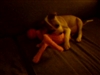 Jouani (Now Lucky) Playing with him favorite toy