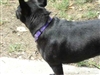 Gemini & Jive of the Stray Rescue 