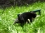 My fosters playing in the spring grass