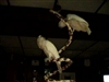 Peaches and Cecil enjoying spiral Bungee