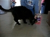 Shadow says 