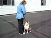 Kathy with Happy, recall and heel finish