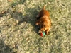 Product review on Two-Tone Christmas Tennis Balls from suzi50 - Mar 30th, 08