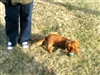 Product review on Two-Tone Christmas Tennis Balls from suzi50 - Mar 30th, 08