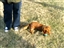 Product review on Two-Tone Christmas Tennis Balls from suzi50 - Mar 30th, 08