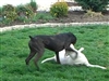 Adoptee Brock, playing with brother Calvin (from CCAS)