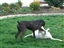 Adoptee Brock, playing with brother Calvin (from CCAS)
