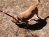 Walking in the woods with Jada as she sports her Sensation Harness...they work wonders!