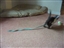 Crosby Adopted from the WPHS