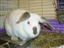 A few available animals from WPHS!  All of these babies are looking for a forever home!
