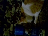 Product review on Whisker Lickins- Dreamy Duo- Shrimp & Tuna from Ashton B. - Mar 30th, 08