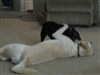 More dogs