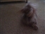 Meiko when he first learned a couple tricks!