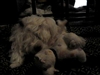 Diva is boarding with Jessy The Pet Stylist
