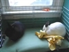 Silvie loves to play with her Snuggle Bear Blanket. Its good for snuggling and play time!