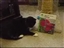 My cat claimed it as hers
