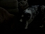 Pet video from jjjjfour - Jul 25th, 08