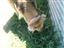 Buddie eating grass
