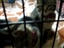 Service review on BUTTE HUMANE SOCIETY from ChicoianVolenteer - Jul 24th, 08