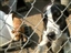 Service review on BUTTE HUMANE SOCIETY from ChicoianVolenteer - Jul 24th, 08