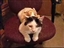 Attaboy has a kitten on his back