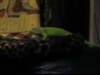 Flip doing the monstermash