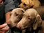 Dogs eating vinegar chips!