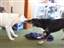 Playing tug-o-war