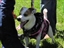 Pet news from jami n. - Jul 22nd, 08