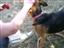 Zulu loves those scratchings!