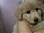 Pet video from ChicoianVolenteer - Jul 25th, 08