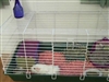 Guinea Pigs Cages Get A Makeover
