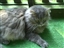 Service review on Pet Adoption League from Michele - Jul 23rd, 08