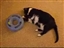My geriatric cat loves this toy