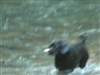 Pooch plays in river