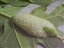Worm + Babies!!!