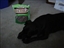 Sparky enjoying VitalLife Duck Tenders