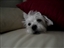 Daisy_singing