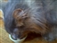 Product review on Wholesome Goodness from Michele - Aug 4th, 08