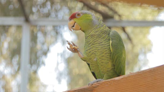 http://s3.amazonaws.com/vspmediaOriginal/Library_Videos/2012/Parrotcare.flv