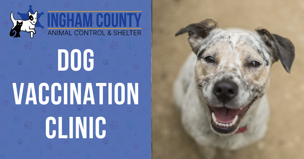 Dog Vaccination Clinic at Shelter