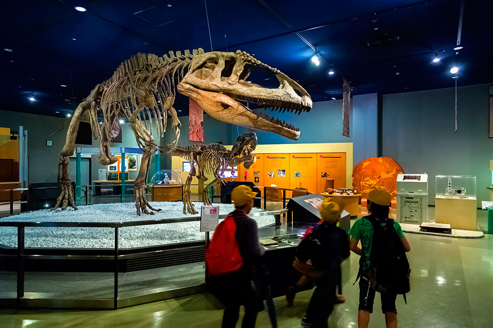 A natural history museum