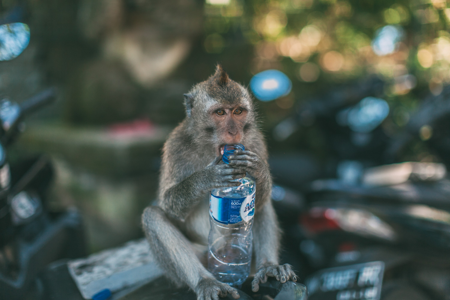 Ubud Monkey Forest (2 of 12)