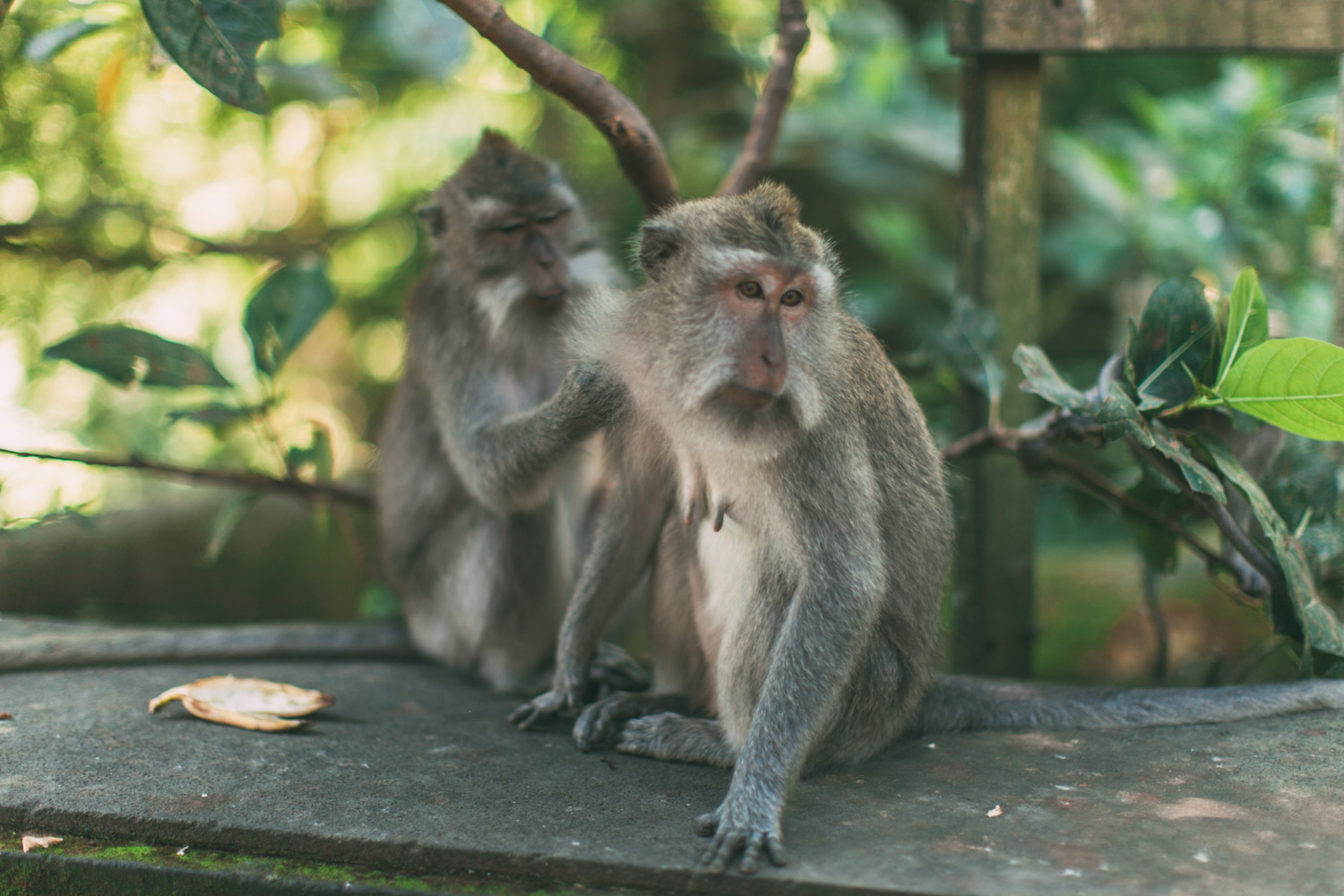 Ubud Monkey Forest (5 of 12)