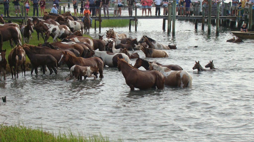 Chincoteague Hosts 90th Annual Pony Swim - DelmarvaLife
